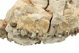 Bargain, Fossil Oreodont (Merycoidodon) Partial Skull #249302-3